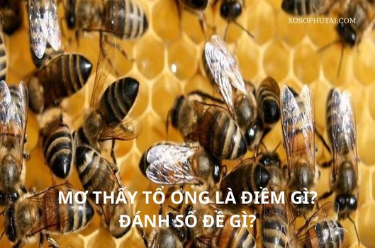 Mơ thấy tổ ong là điềm gì?